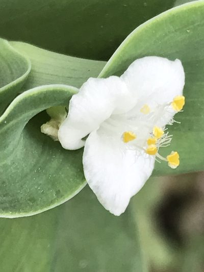 Tradescantia brevifolia, photographed by Adriana Nelly Correa Sandoval