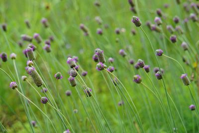 Dalea emarginata, photographed by Robert Creech