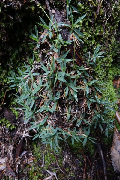 Zotovia thomsonii, photographed by John Barkla
