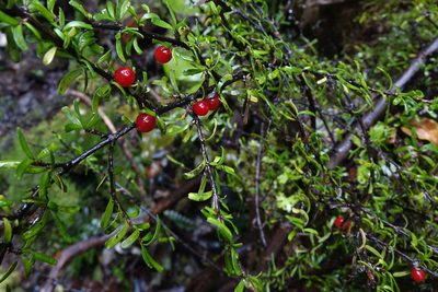 Coprosma cuneata, photographed by John Barkla