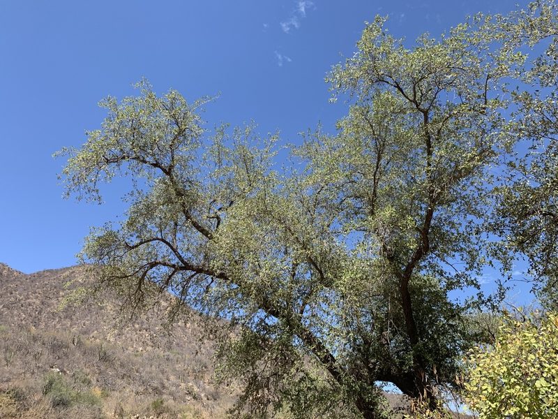 Quercus brandegeei, photographed by Jim Riley