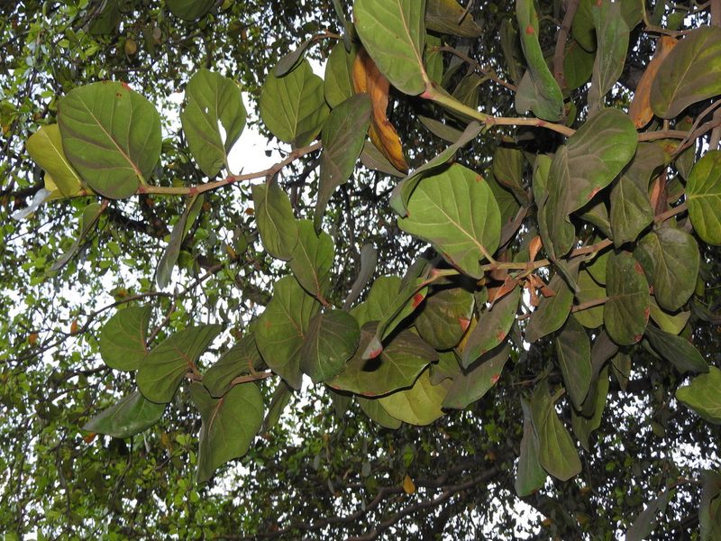 Coccoloba barbadensis, photographed by Juan Cruzado Cortés