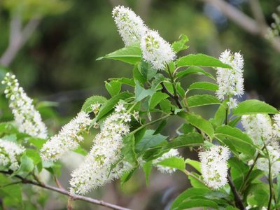 Prunus grayana, photographed by Marco Mussita