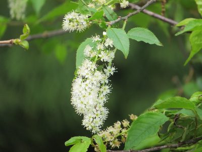 Prunus grayana, photographed by Marco Mussita