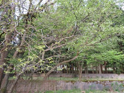 Prunus grayana, photographed by Marco Mussita