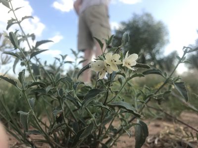 Tetraclea coulteri, photographed by samlutfy