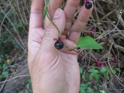 Trichostigma octandrum, photographed by Ben Machado