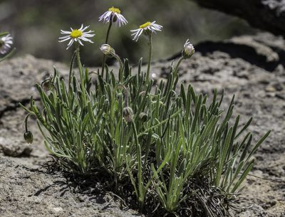 Erigeron vetensis, photographed by Craig Martin