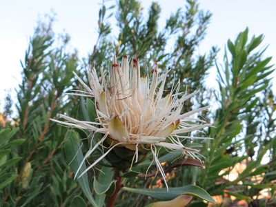 Protea lanceolata, photographed by linkie