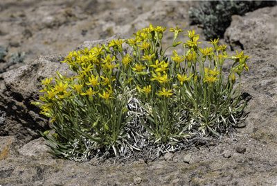 Stenotus armerioides, photographed by Craig Martin