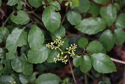 Causonis corniculata, photographed by Cheng-Tao Lin