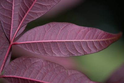 Toxicodendron succedaneum, photographed by Cheng-Tao Lin