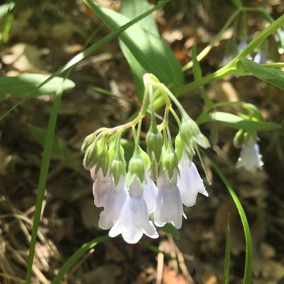 Mertensia fendleri, photographed by Harry Podschwit