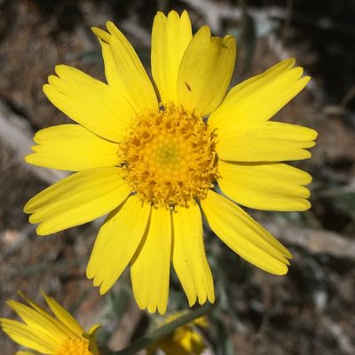 Tetraneuris argentea, photographed by Harry Podschwit