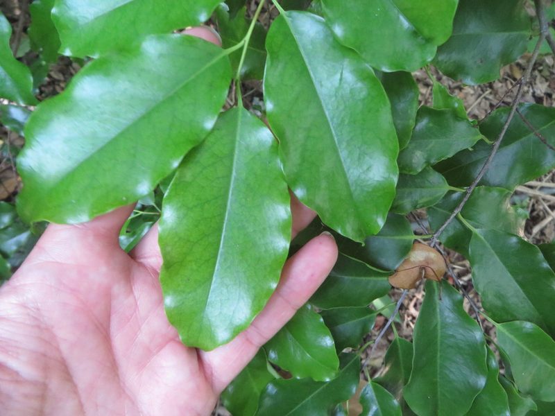 Prunus myrtifolia, photographed by Ben Machado