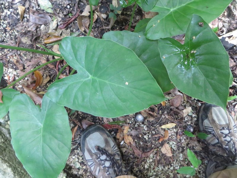 Alocasia fornicata, photographed by Ben Machado