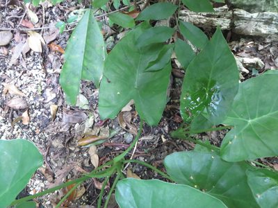 Alocasia fornicata, photographed by Ben Machado