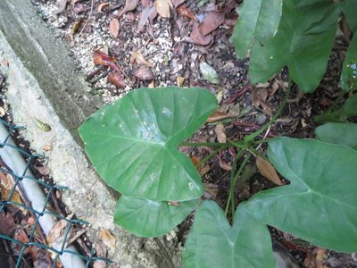 Alocasia fornicata, photographed by Ben Machado