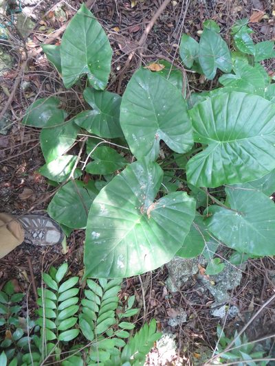 Alocasia fornicata, photographed by Ben Machado