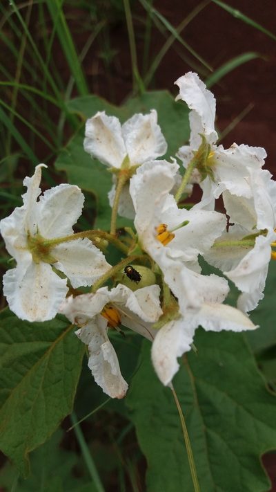 Solanum guaraniticum, photographed by Edson Luis Fabro Gasperin