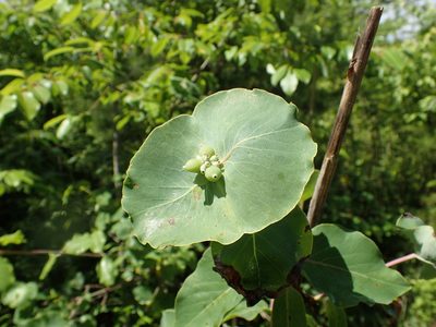 Lonicera flava, photographed by John P Friel