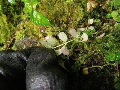 Hypericum taihezanense, photographed by Cheng-Te Hsu
