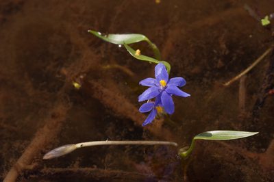 Pontederia australasica, photographed by Rolf Lawrenz
