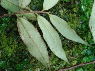 Adinandra lasiostyla, photographed by Cheng-Te Hsu