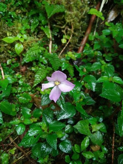 Sarcopyramis napalensis, photographed by Cheng-Te Hsu