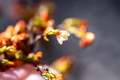 Erica multiflexuosa, photographed by magriet b