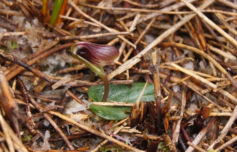 Corybas carsei, photographed by Catherine Beard