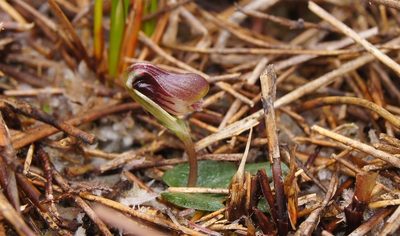 Corybas carsei, photographed by Catherine Beard