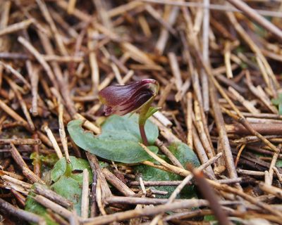 Corybas carsei, photographed by Catherine Beard