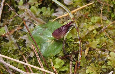 Corybas carsei, photographed by Catherine Beard