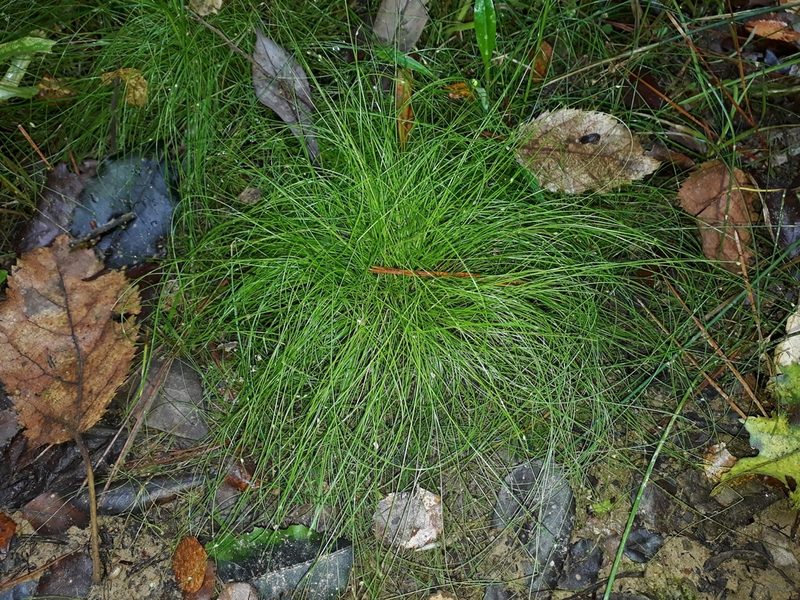 Isolepis reticularis, photographed by Leon Perrie