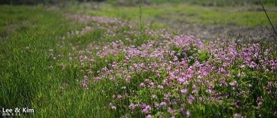Astragalus sinicus, photographed by Kim, Hyun-tae