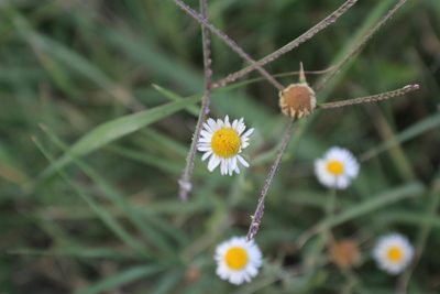 Erigeron modestus, photographed by Francisco Martínez González