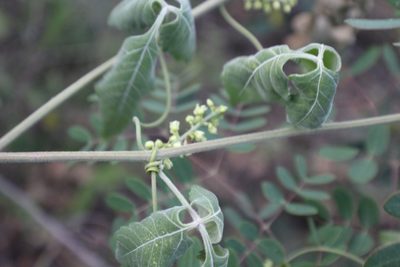 Urvillea ulmacea, photographed by Francisco Martínez González