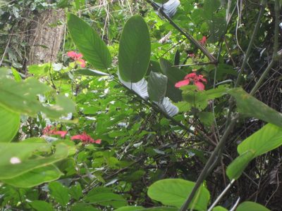 Mussaenda erythrophylla, photographed by Peter Quakenbush