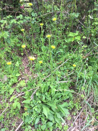 Doronicum plantagineum, photographed by Christine