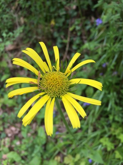 Doronicum plantagineum, photographed by Christine