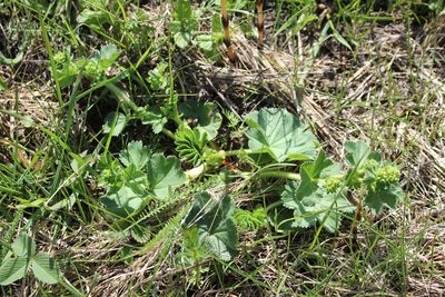 Alchemilla propinqua, photographed by Юлия Медведько