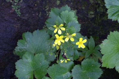 Ranunculus cortusifolius, photographed by Dr. Guido Bohne