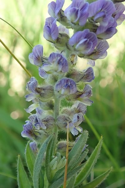 Lotononis amajubica, photographed by Peter Warren