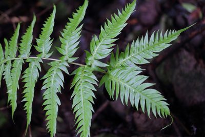 Woodwardia radicans, photographed by Dr. Guido Bohne