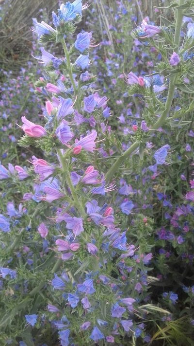 Echium gaditanum, photographed by alvarosaurus