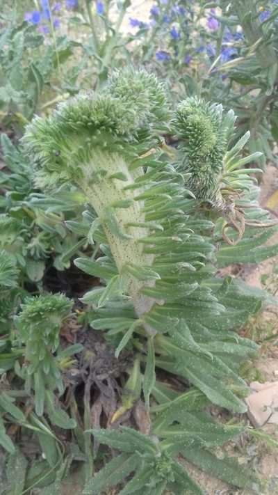 Echium gaditanum, photographed by alvarosaurus