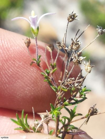 Wahlenbergia pyrophila, photographed by Chris Vynbos