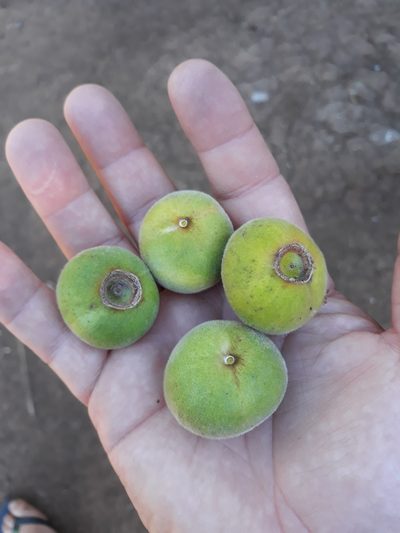 Campomanesia guazumifolia, photographed by Edson Luis Fabro Gasperin