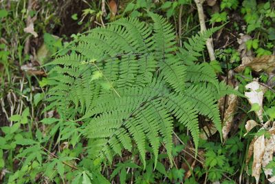 Athyrium vidalii, photographed by harum.koh
